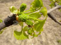 Image of Ginkgo biloba