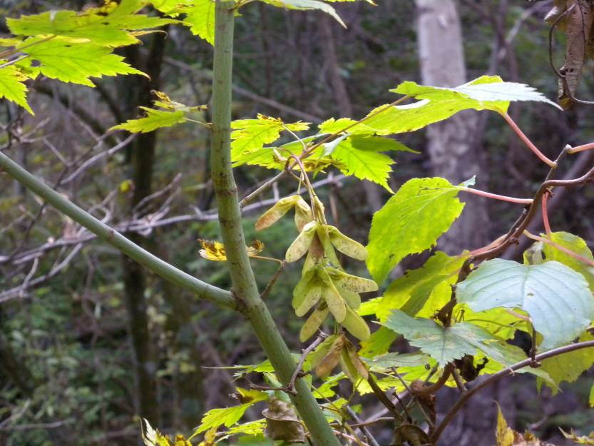 Acer barbinerve image