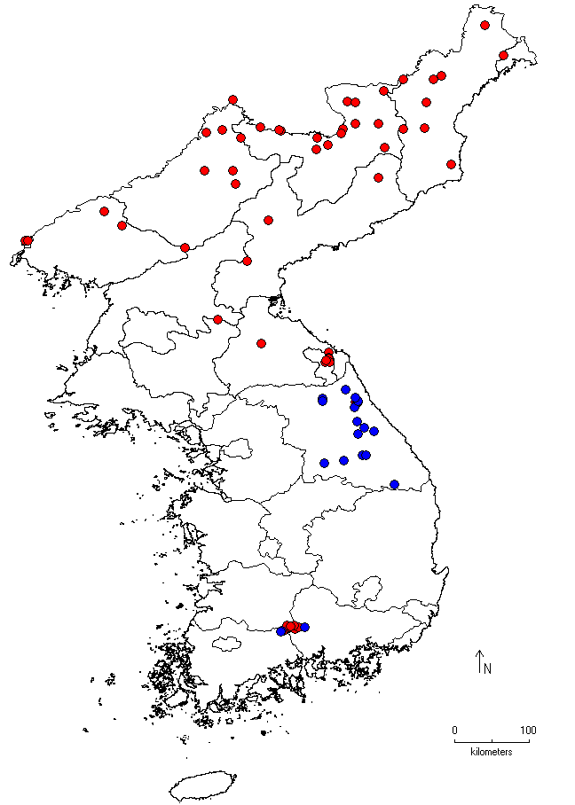 Acer caudatum var. ukurunduense image