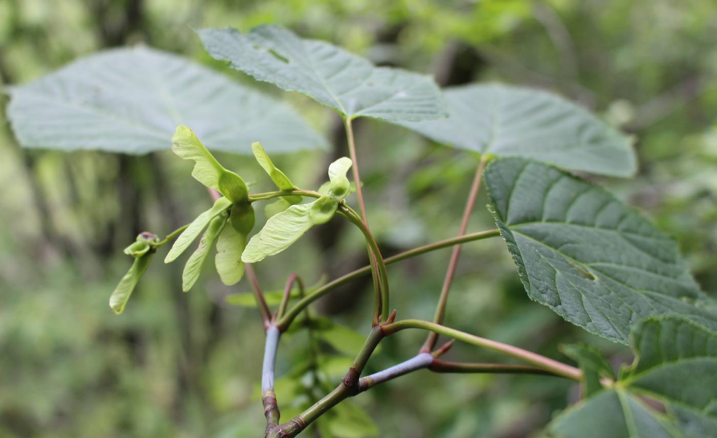 Acer tegmentosum image