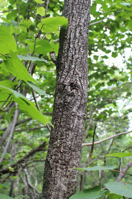 Acer tegmentosum image