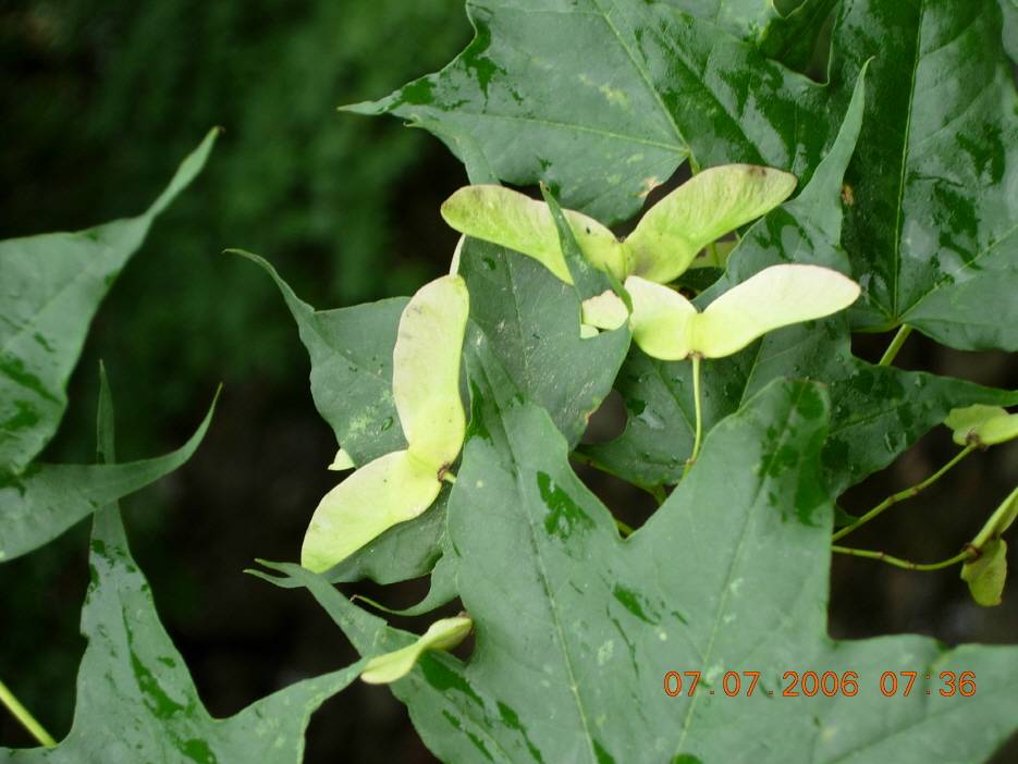 Acer pictum var. truncatum image