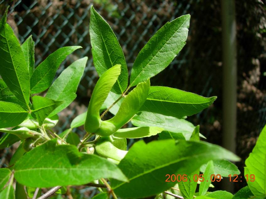 Acer triflorum image