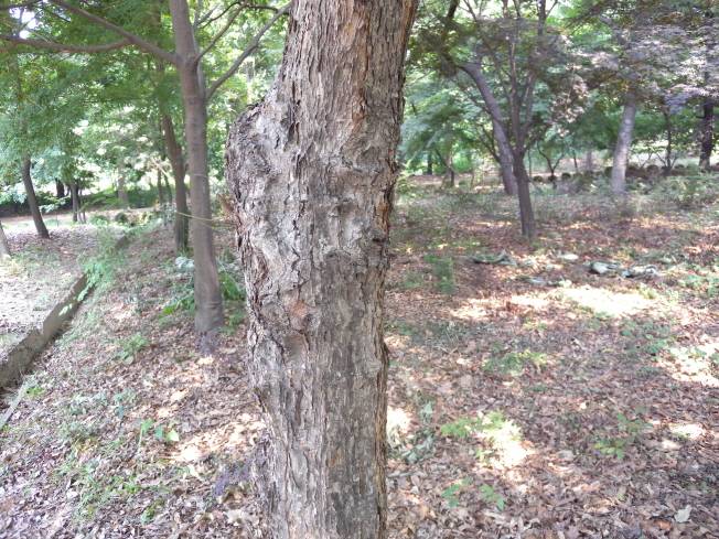 Acer triflorum image