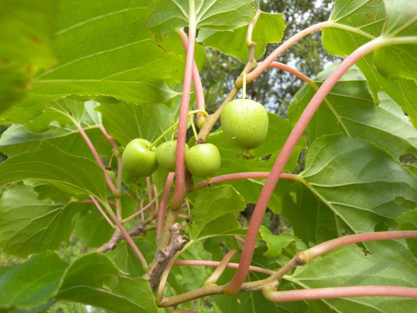 Actinidia arguta image