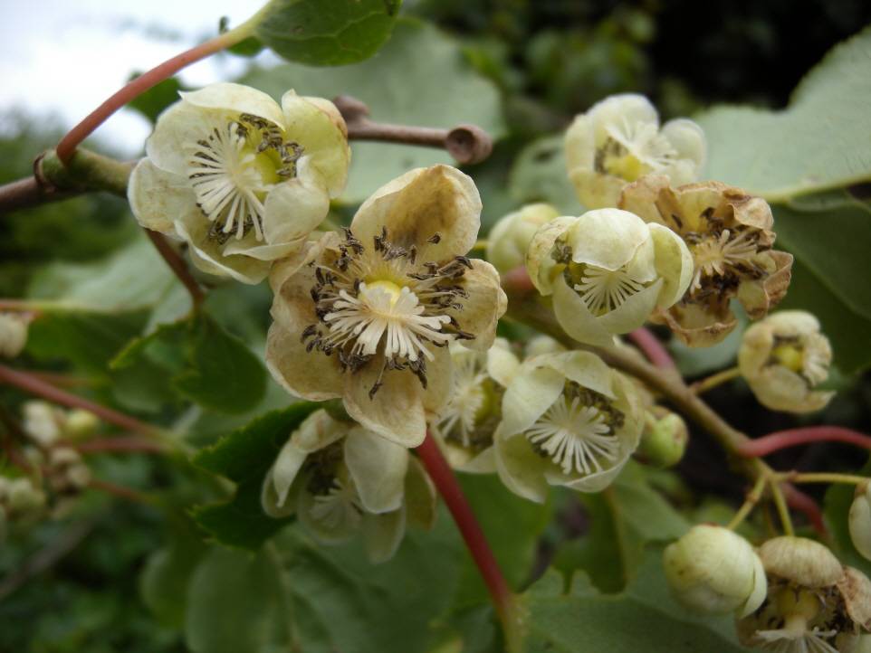 Actinidia arguta image