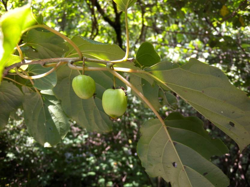 Actinidia arguta image