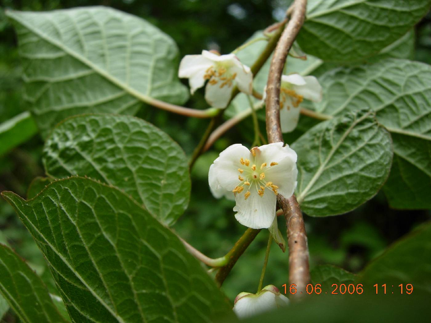 Actinidia kolomikta image