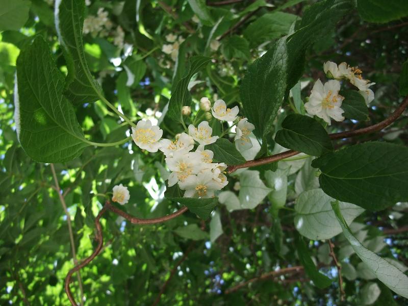 Actinidia kolomikta image