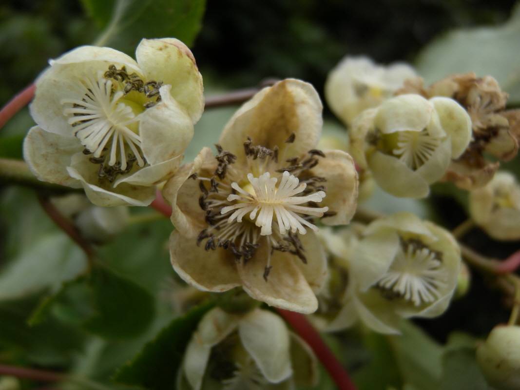 Actinidia polygama image