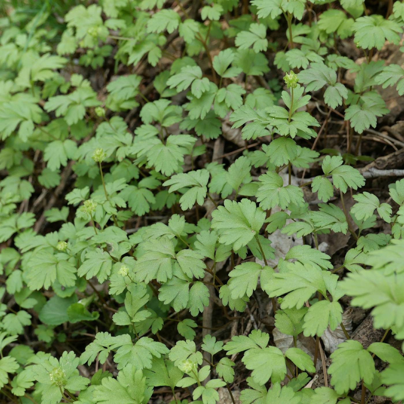 Adoxa moschatellina image