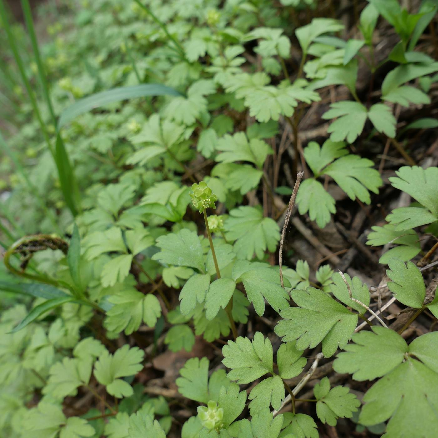 Adoxa moschatellina image