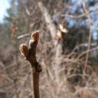 Image of Rhus chinensis