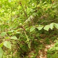 Toxicodendron trichocarpum image