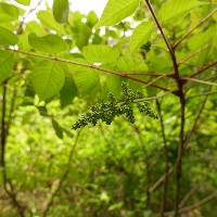 Toxicodendron trichocarpum image