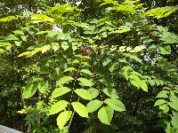 Toxicodendron trichocarpum image
