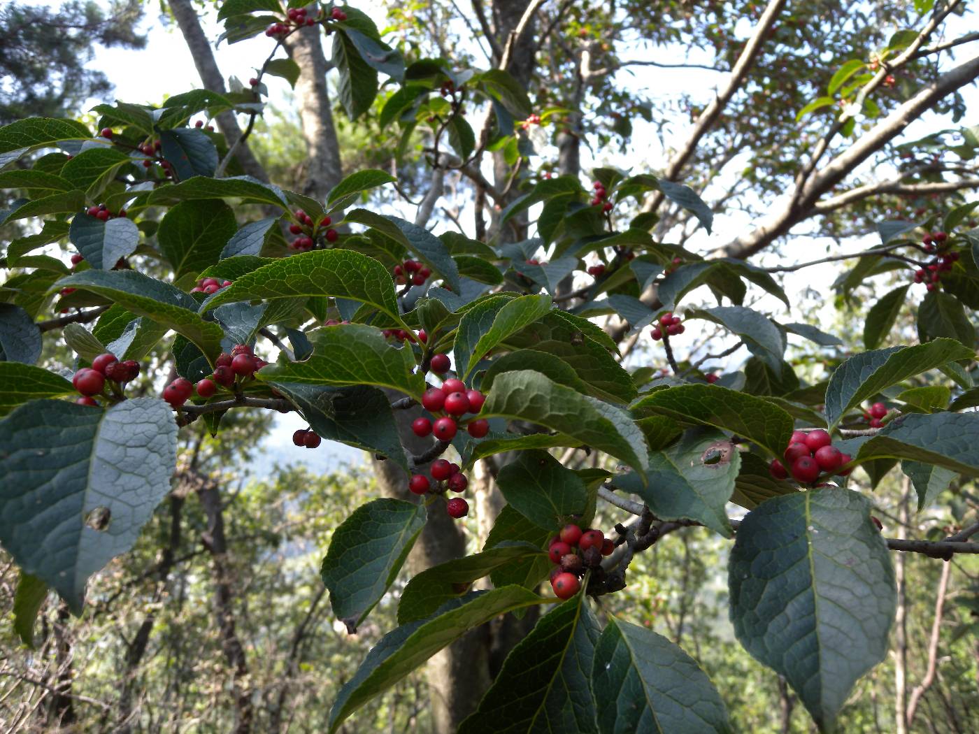 Ilex macropoda image