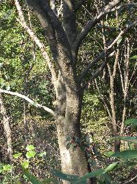 Ilex macropoda image