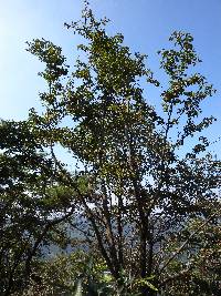 Ilex macropoda image