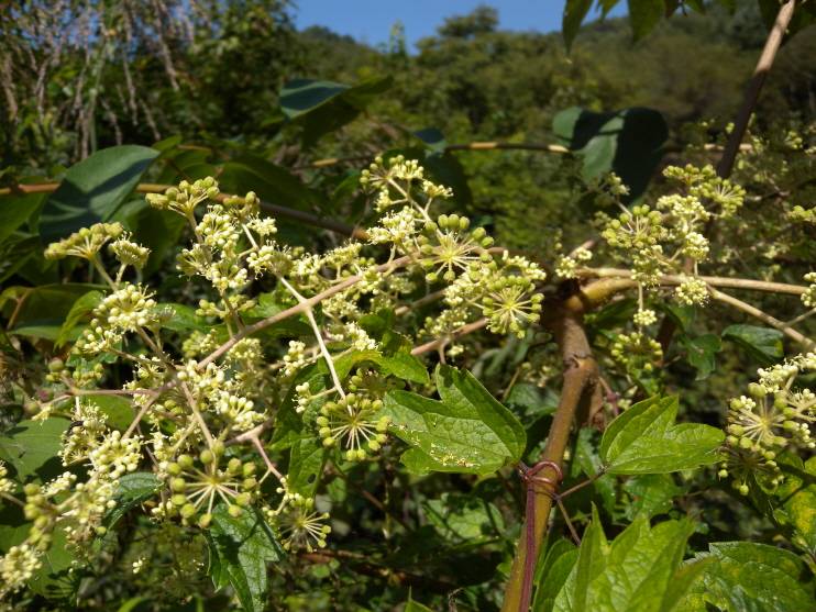 Aralia elata image