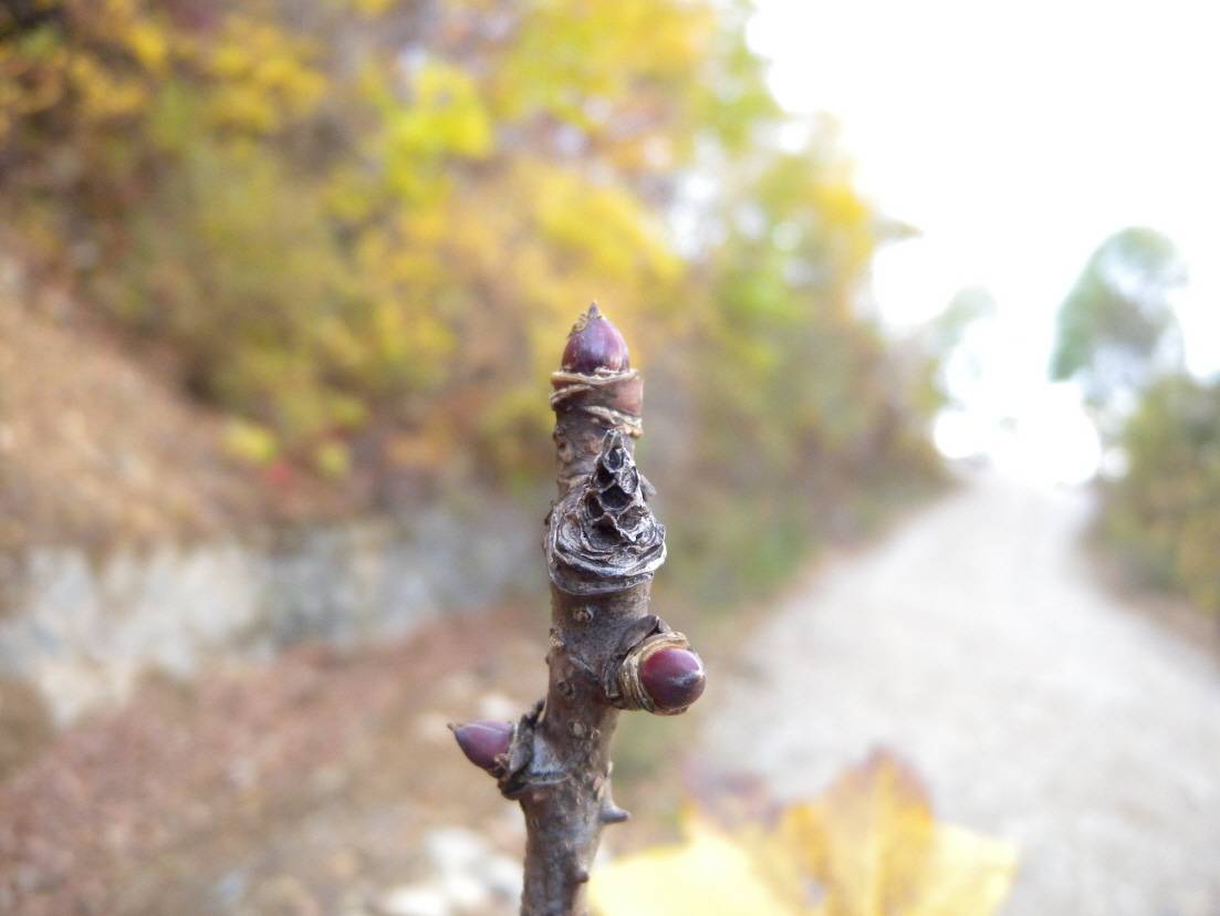 Kalopanax septemlobus image