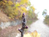 Kalopanax septemlobus image