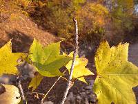 Kalopanax septemlobus image