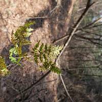 Image of Gymnocarpium jessoense