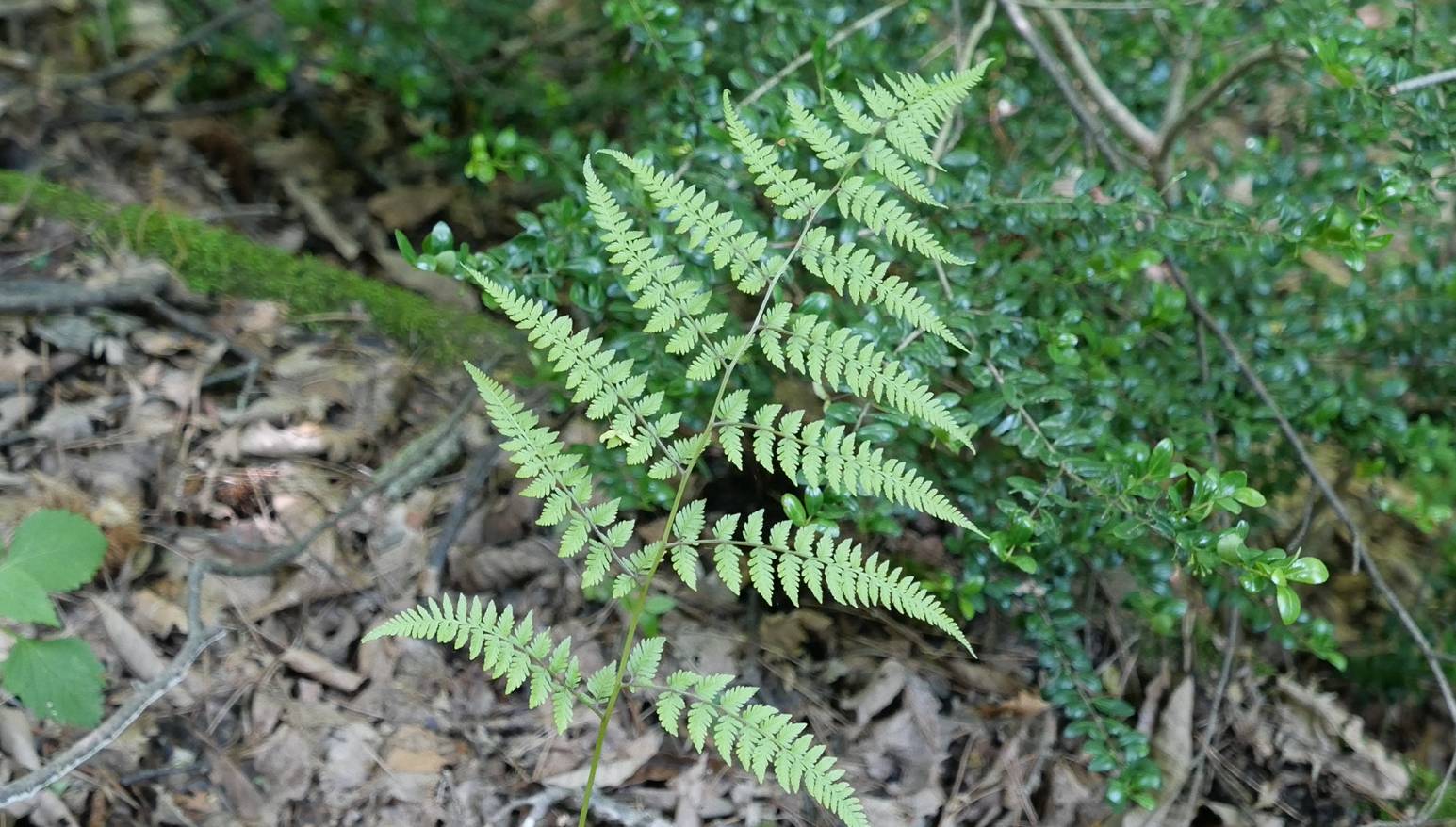 Athyrium wardii image