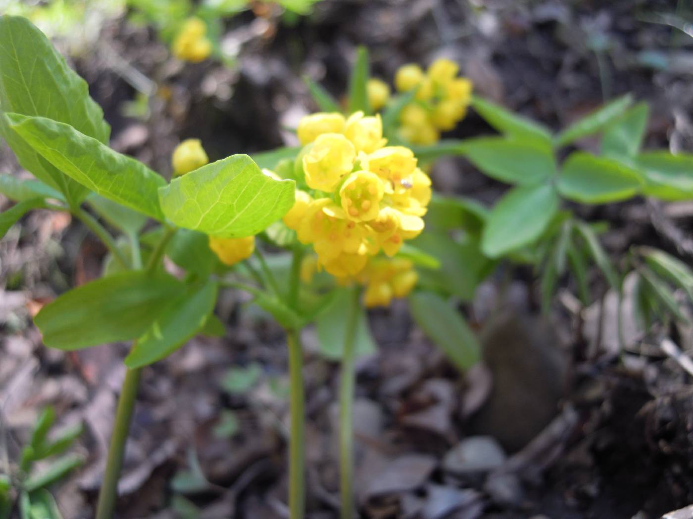 Gymnospermium microrrhynchum image