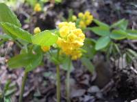 Gymnospermium microrrhynchum image