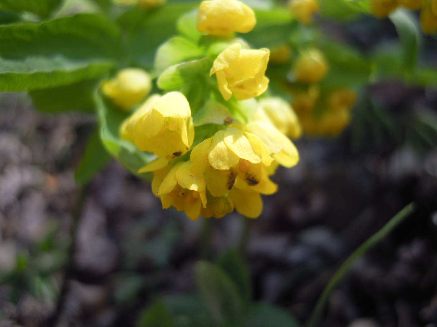 Gymnospermium microrrhynchum image