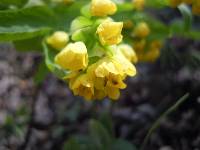 Gymnospermium microrrhynchum image