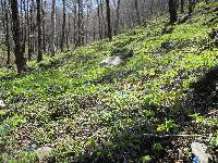 Gymnospermium microrrhynchum image