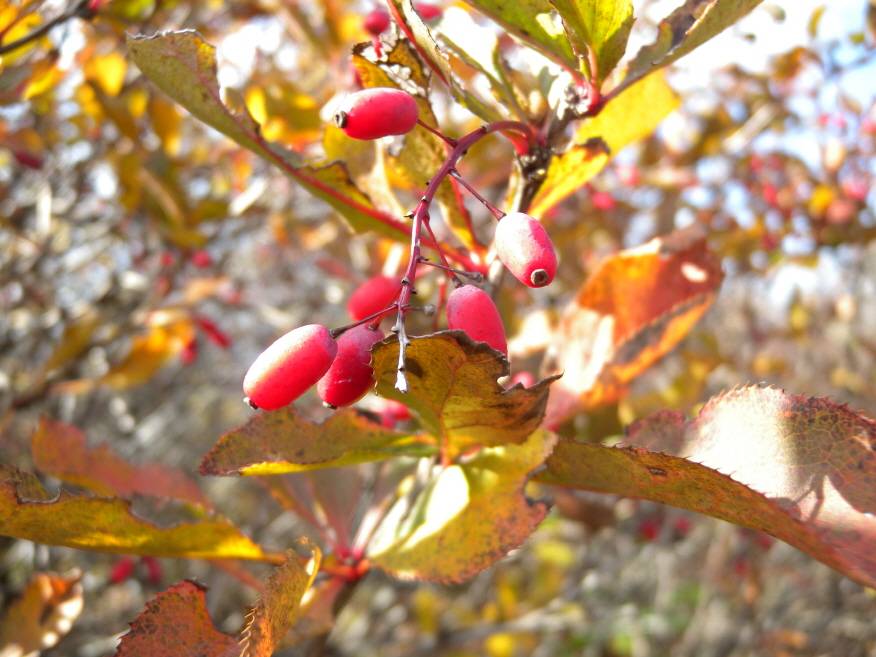 Berberis amurensis image