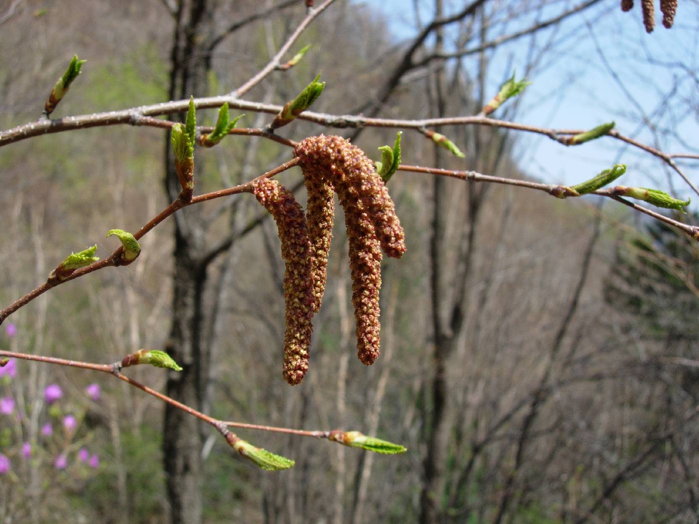 Betula schmidtii image