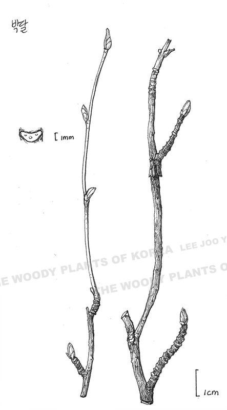 Betula schmidtii image