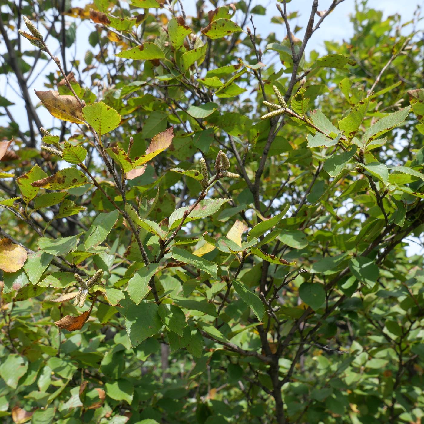 Betula chinensis image
