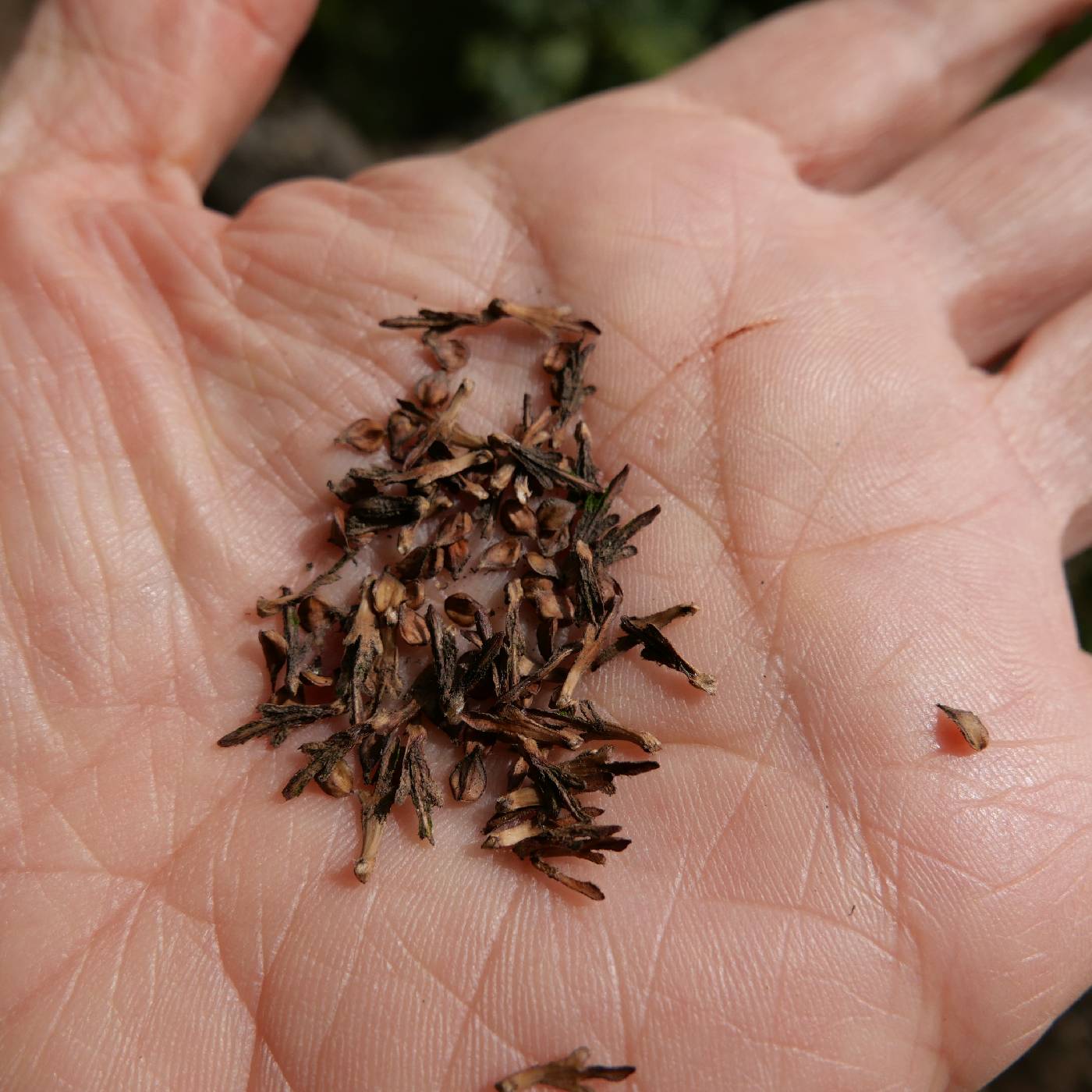 Betula chinensis image