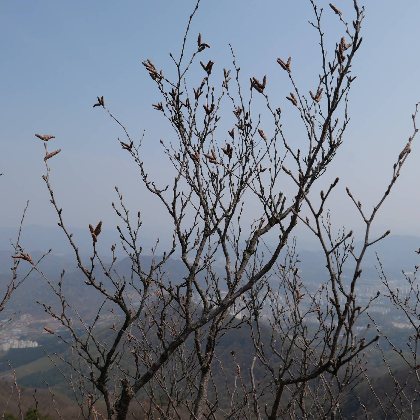 Betula chinensis image