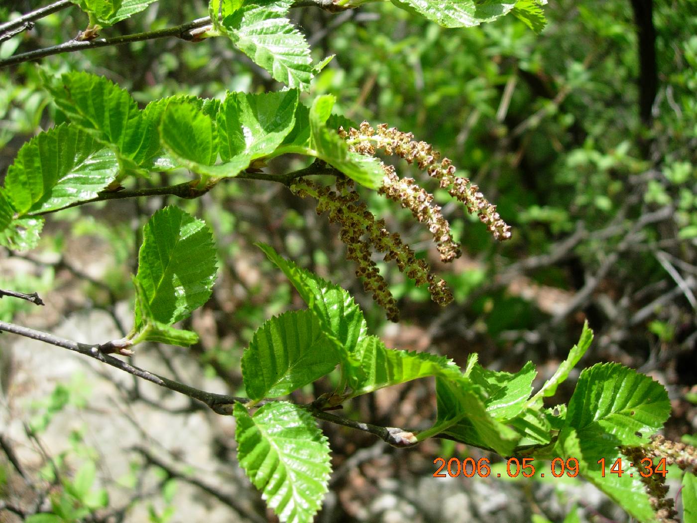Betula chinensis image