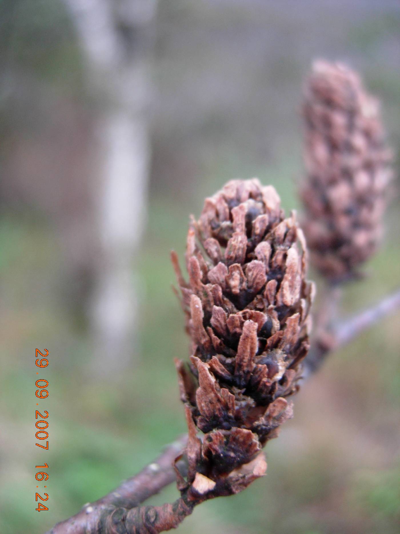 Betula ermanii image