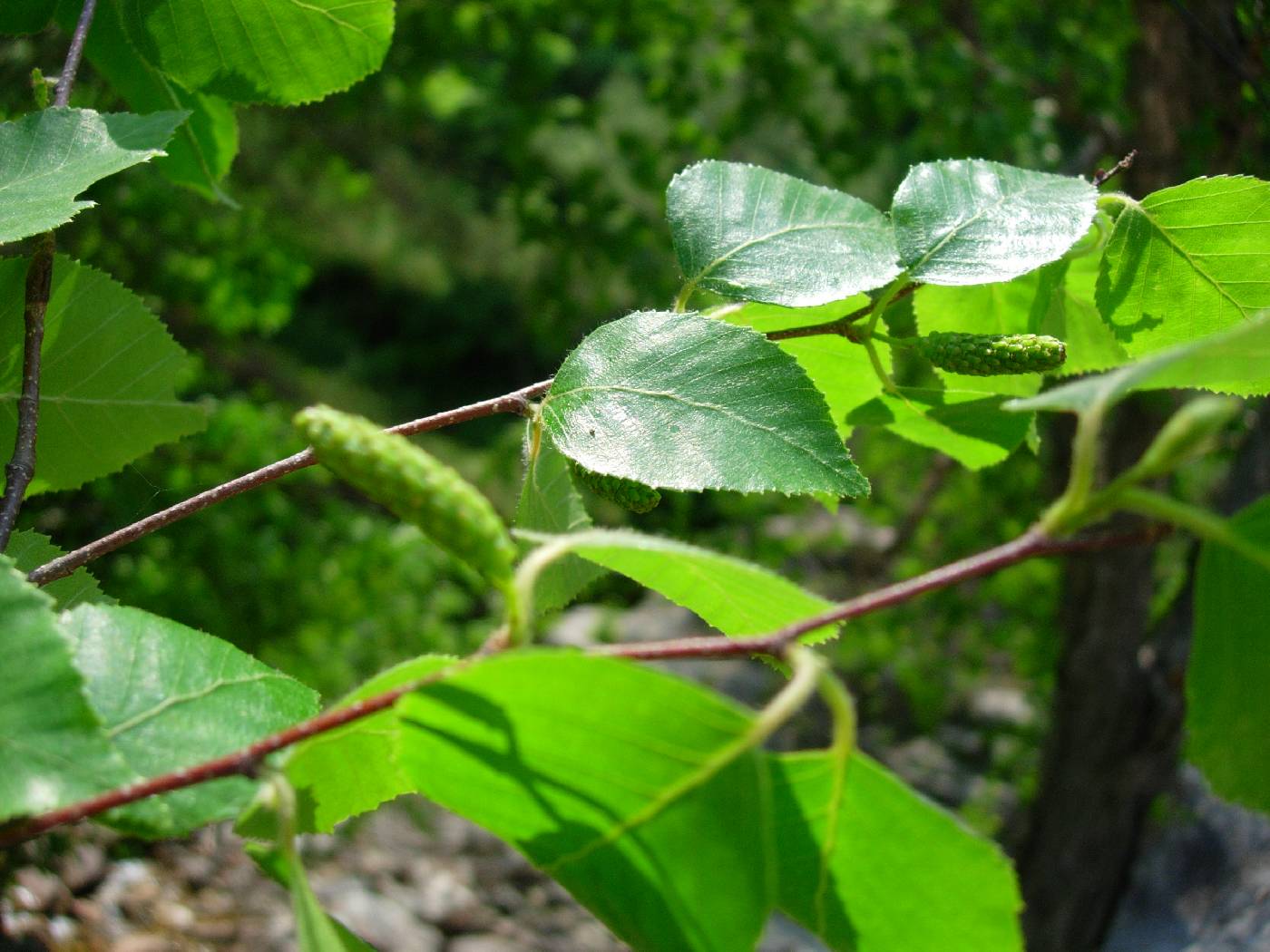 Betula schmidtii image