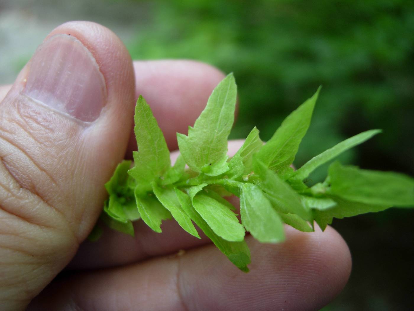 Carpinus laxiflora image