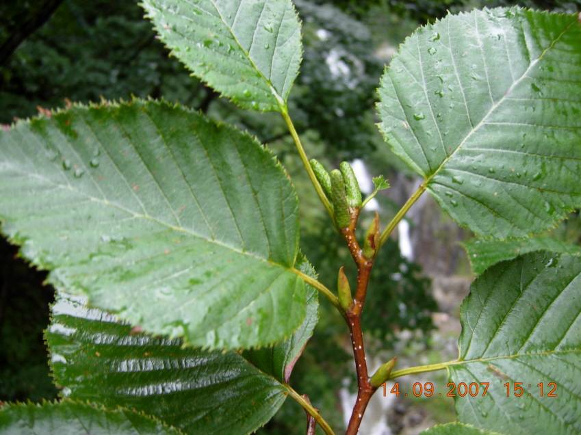 Alnus alnobetula subsp. fruticosa image