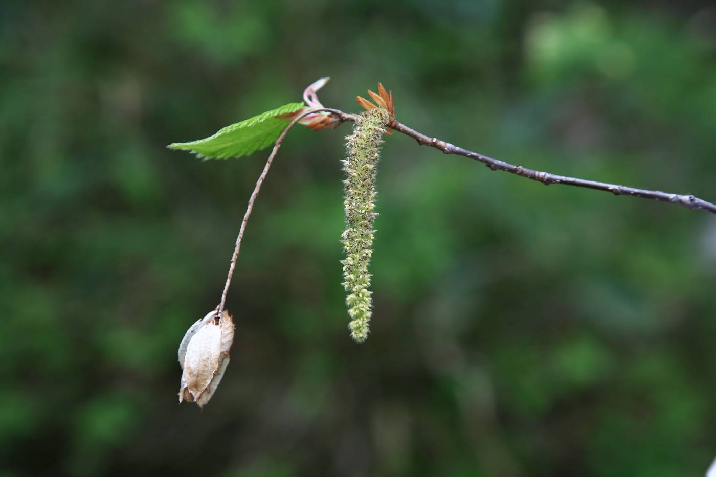 Carpinus cordata image