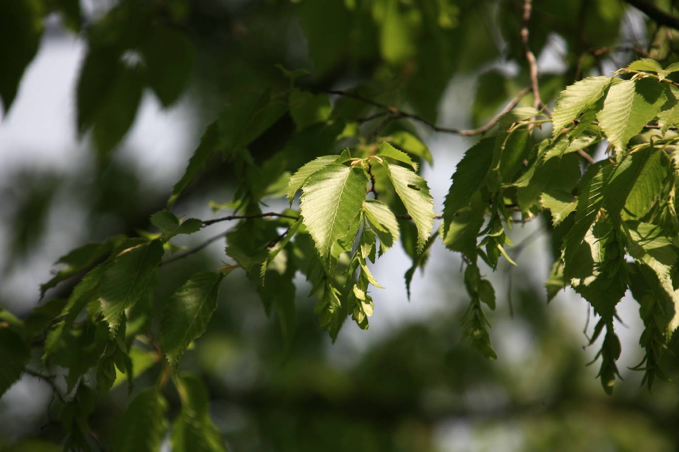 Carpinus tschonoskii image