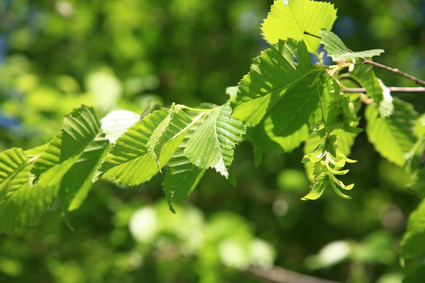 Carpinus tschonoskii image