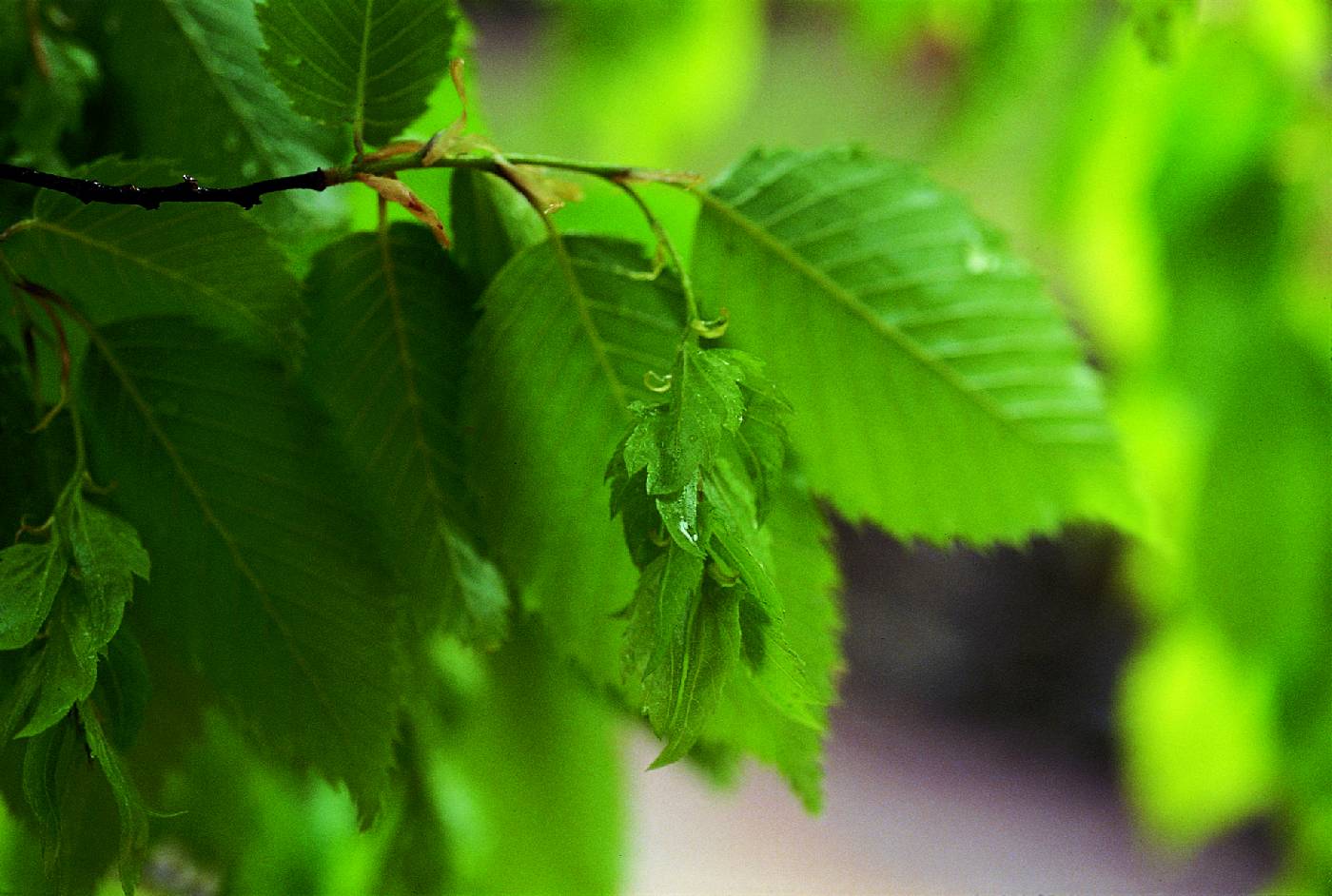 Carpinus tschonoskii image