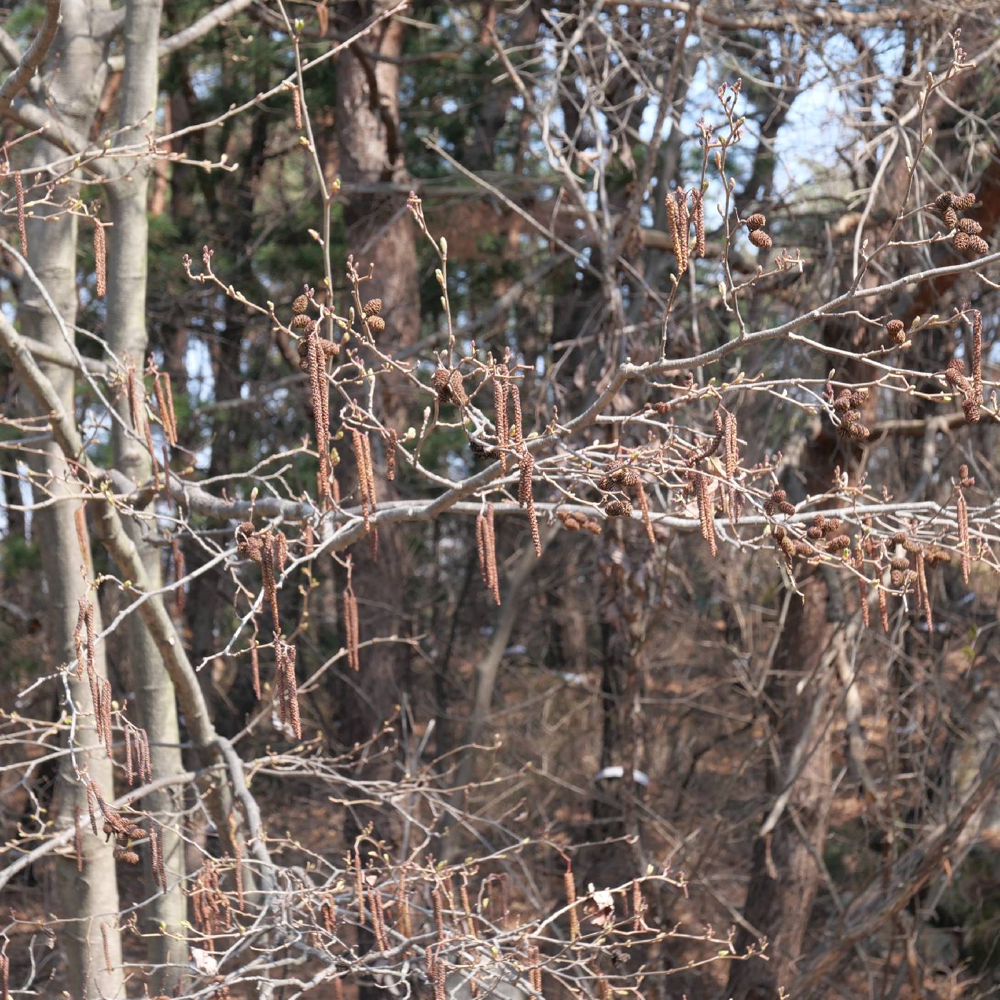 Alnus incana subsp. hirsuta image